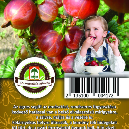 Oázis Egres - Ribes uva crispa "Hinnomaki rot"