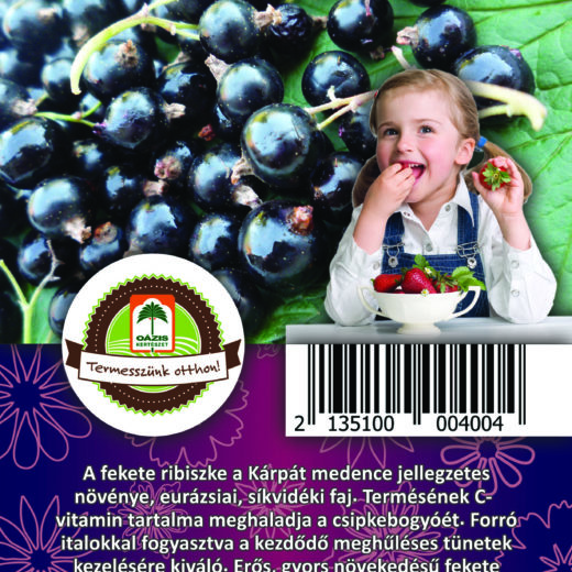 Oázis Feketeribiszke - Ribes nigrum "Silvergieters"
