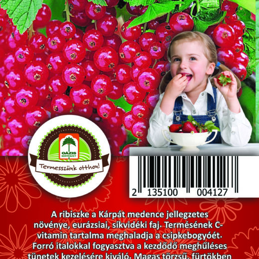 Oázis Feketeribiszke - Ribes nigrum "Rovada"